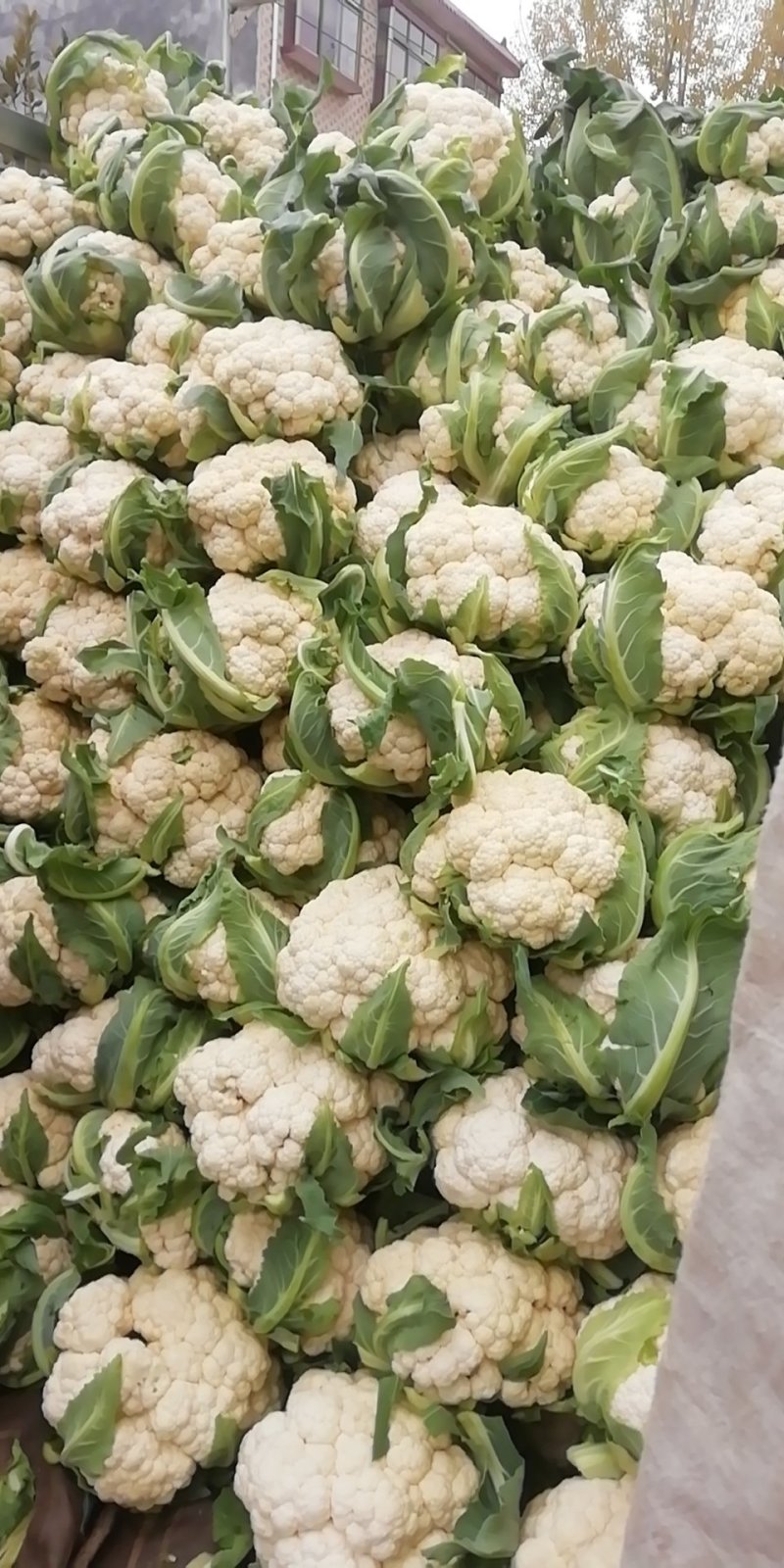 菜花实花量大有需要的联系