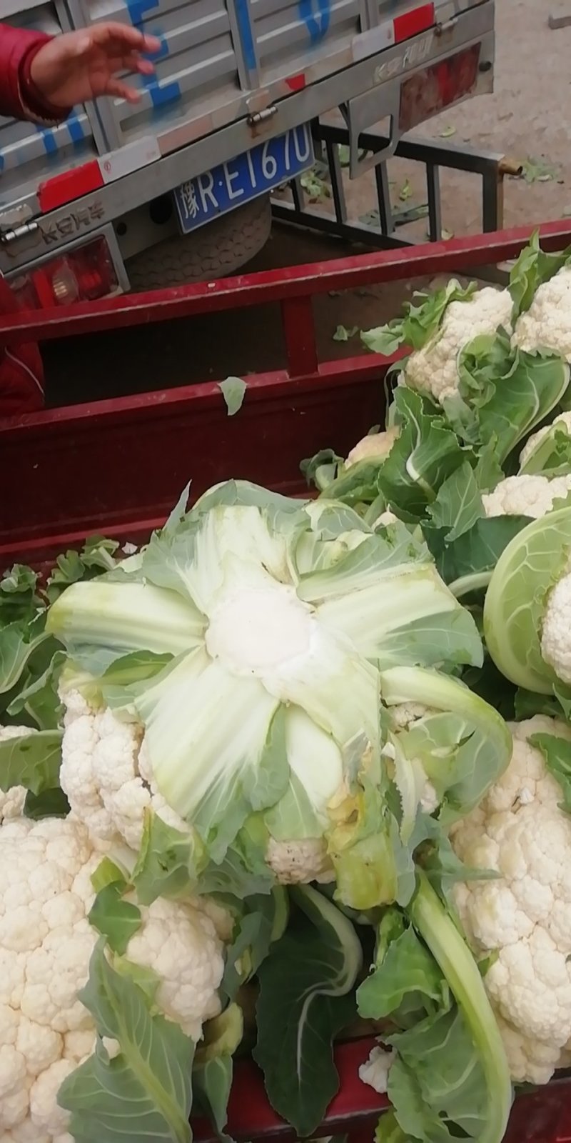菜花实花量大有需要的联系