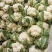 菜花实花量大有需要的联系