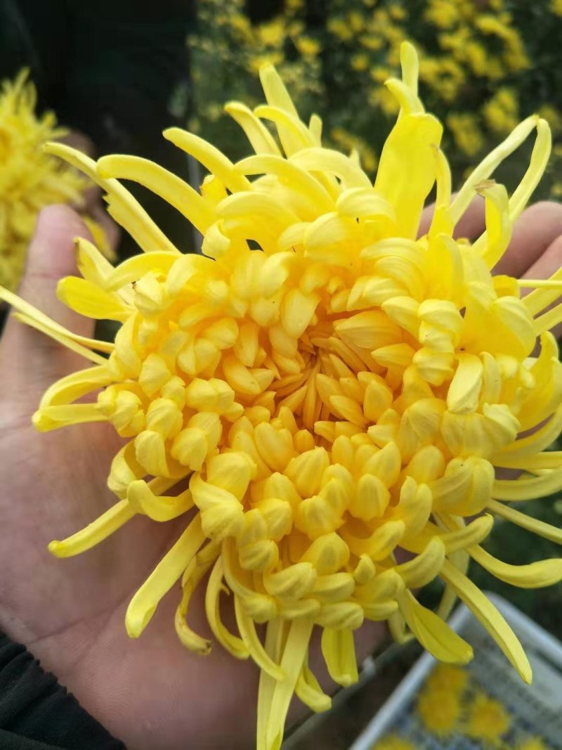 自家种的菊花，婺源皇菊，金丝皇菊