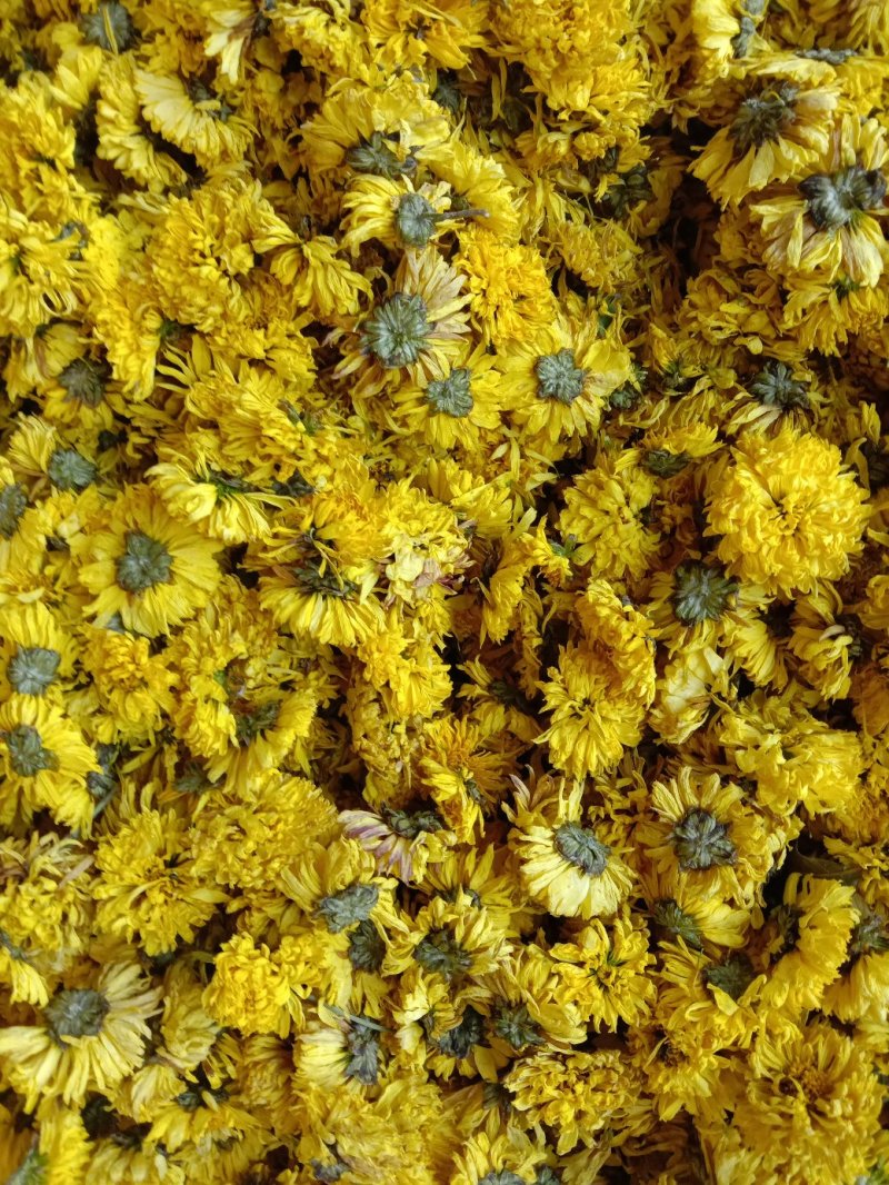 自家种的菊花，婺源皇菊，金丝皇菊