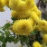自家种的菊花，婺源皇菊，金丝皇菊