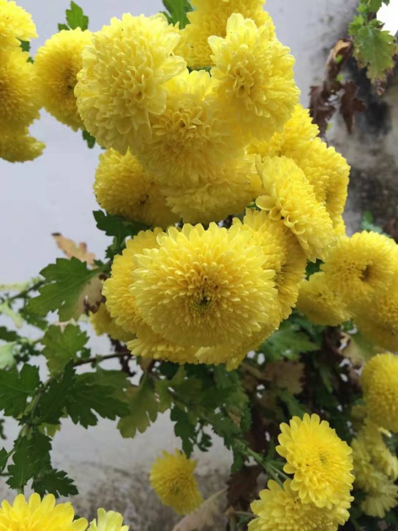 自家种的菊花，婺源皇菊，金丝皇菊