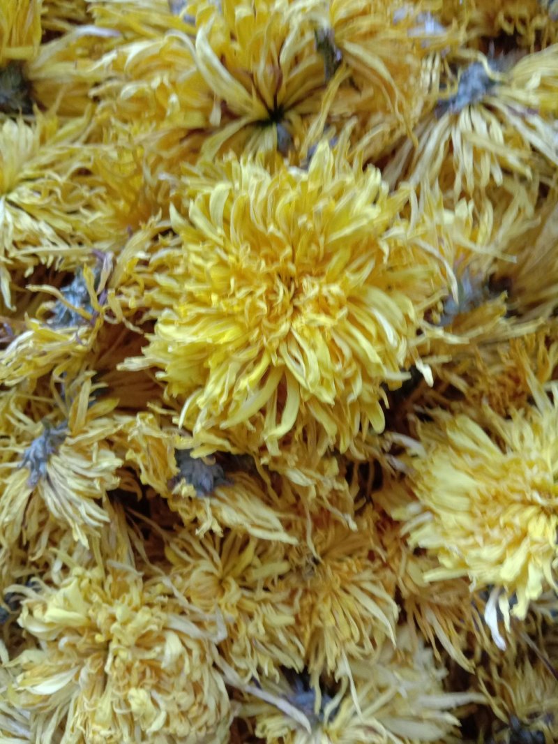 自家种的菊花，婺源皇菊，金丝皇菊