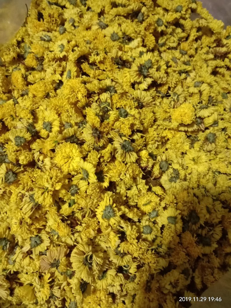 自家种的菊花，婺源皇菊，金丝皇菊