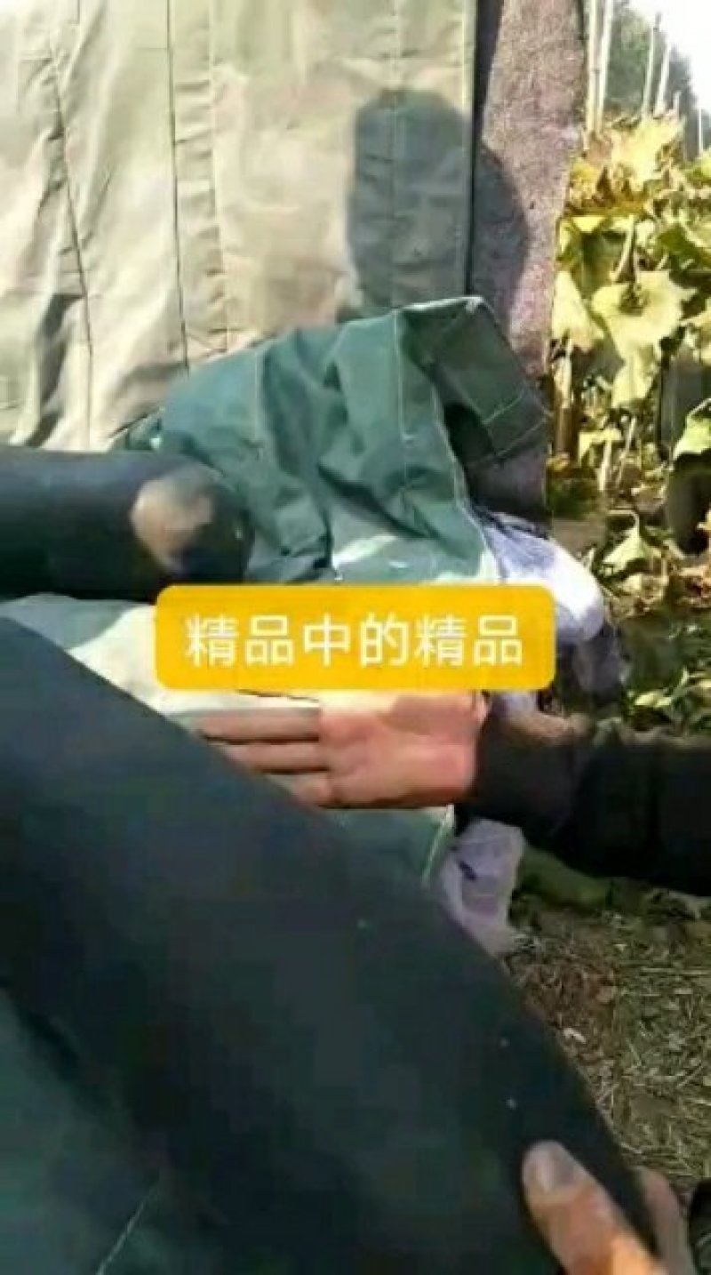 客商放心的郸城黑皮实心吊冬瓜