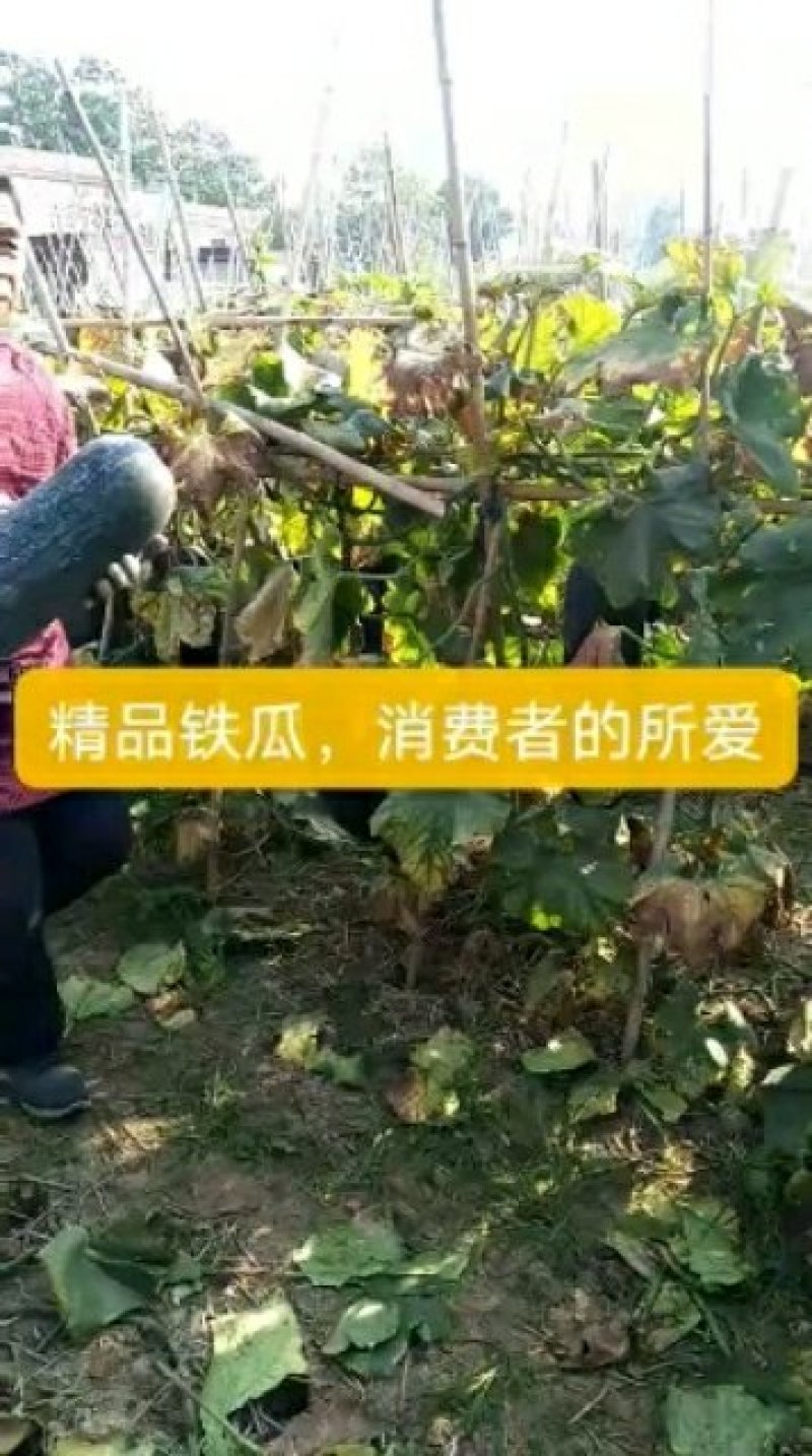 客商放心的郸城黑皮实心吊冬瓜