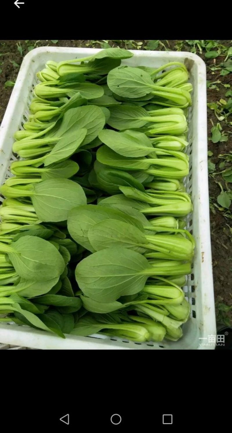 小青菜，常年供应，质量保证