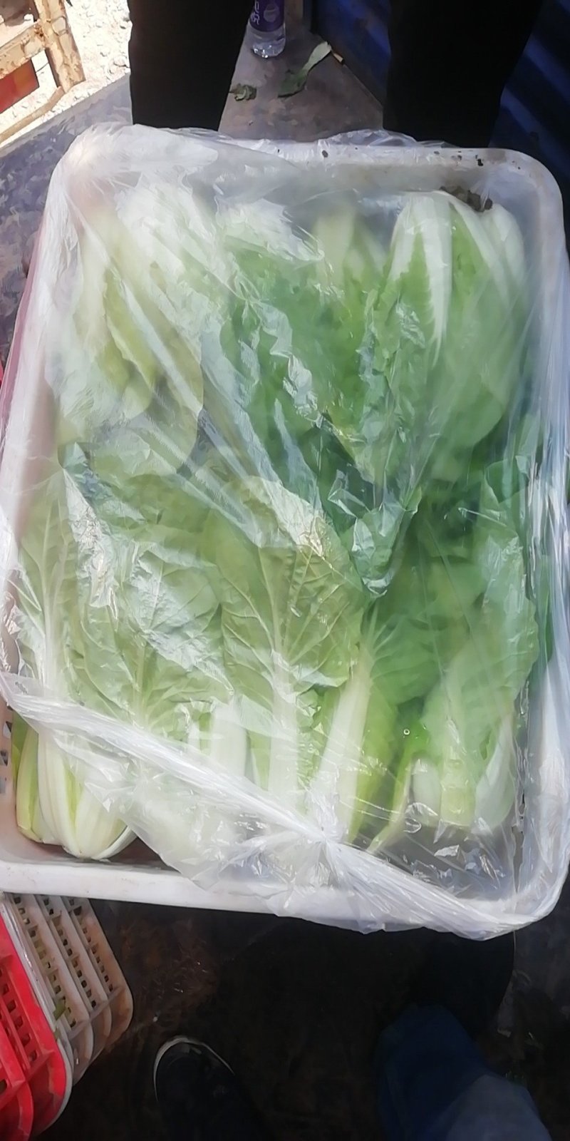 小青菜，常年供应，质量保证