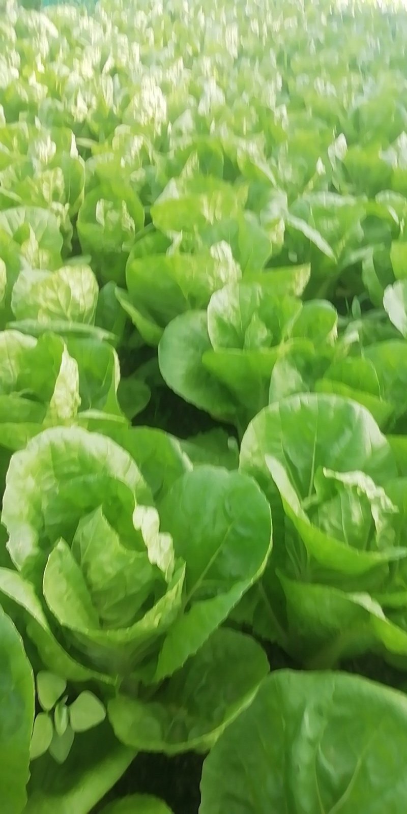 小青菜，常年供应，质量保证