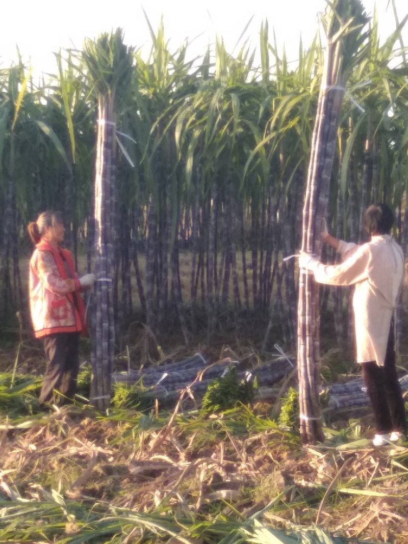 黑皮甘蔗，商品甘蔗自产代办装车，量大优惠
