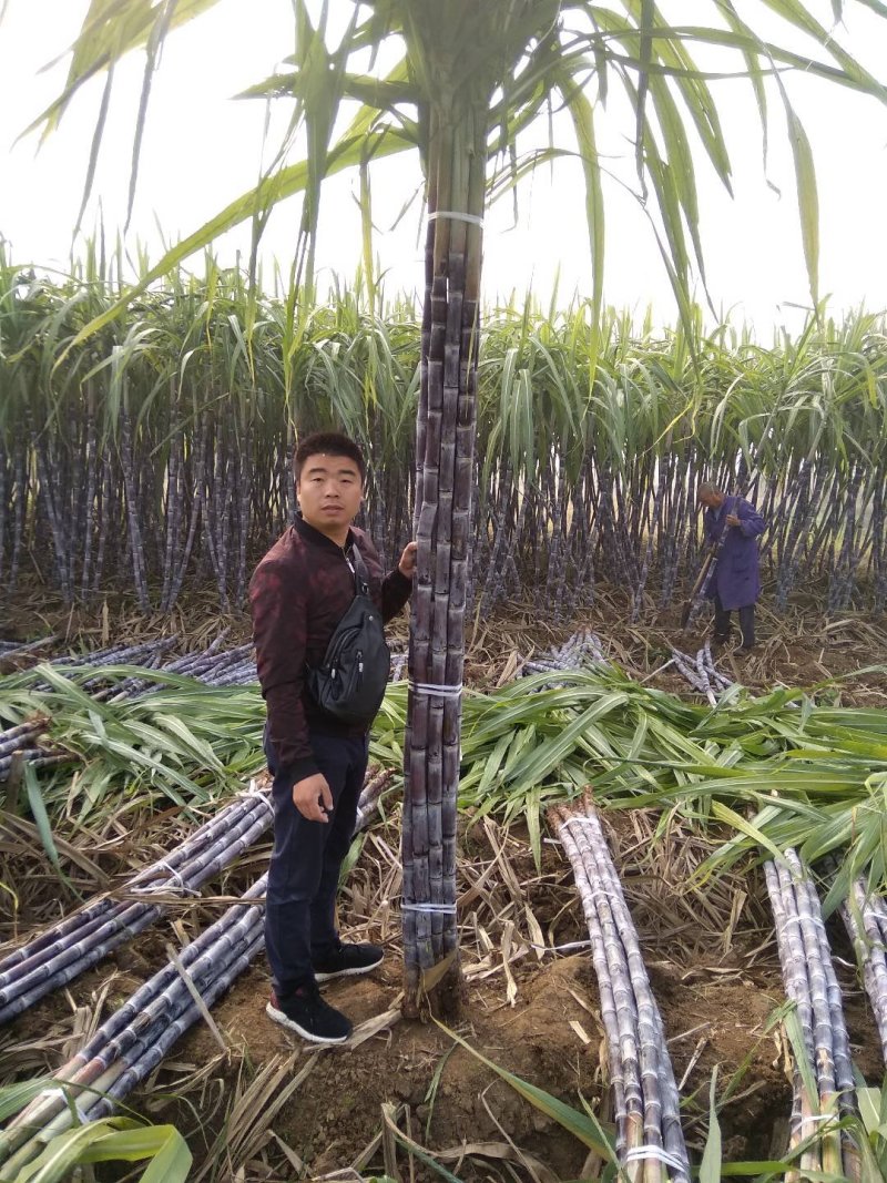 黑皮甘蔗，商品甘蔗自产代办装车，量大优惠