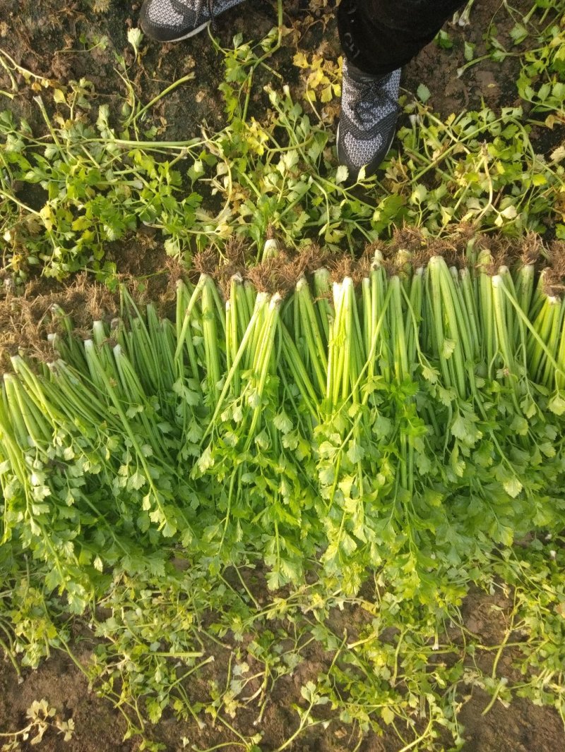 精品芹菜，香芹，西芹大量上市有需要的联系我，代发全国