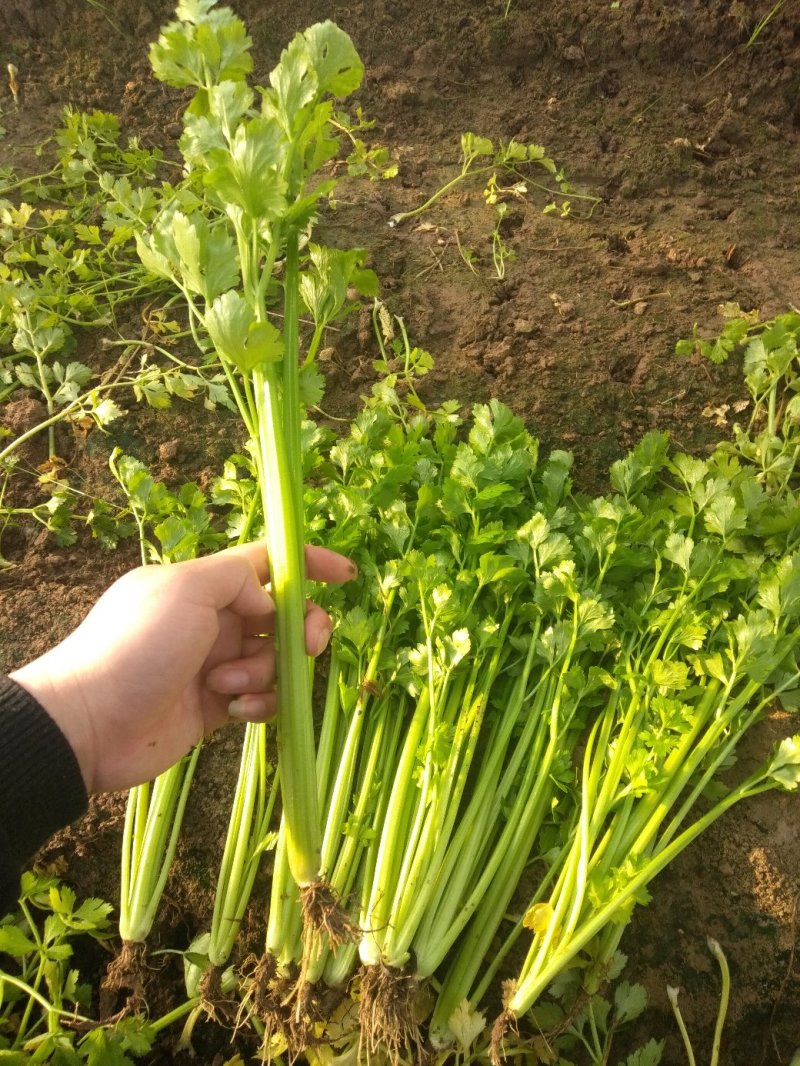 精品芹菜，香芹，西芹大量上市有需要的联系我，代发全国