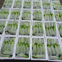 山东潍坊西葫芦精品上市中农家蔬菜欢迎客户前来采购