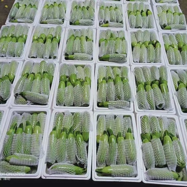 山东潍坊西葫芦精品上市中农家蔬菜欢迎客户前来采购