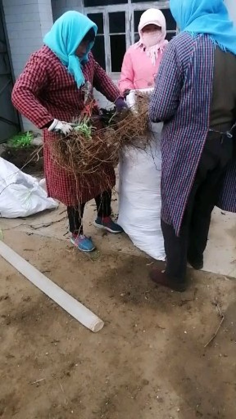 【夏黑葡萄苗】河北昌黎早熟无籽货真价实包技术包成活