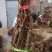 【夏黑葡萄苗】河北昌黎早熟无籽货真价实包技术包成活
