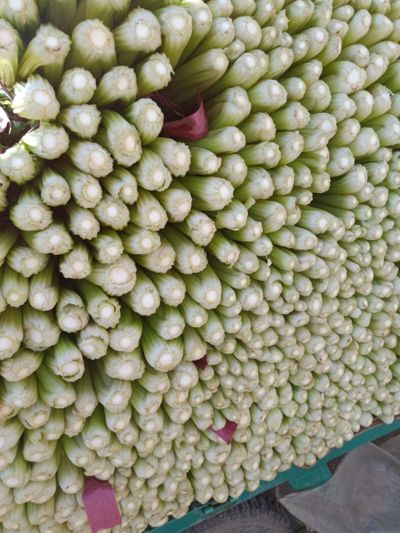 永年芹菜销往全国质量非常好适合各大市场及超市