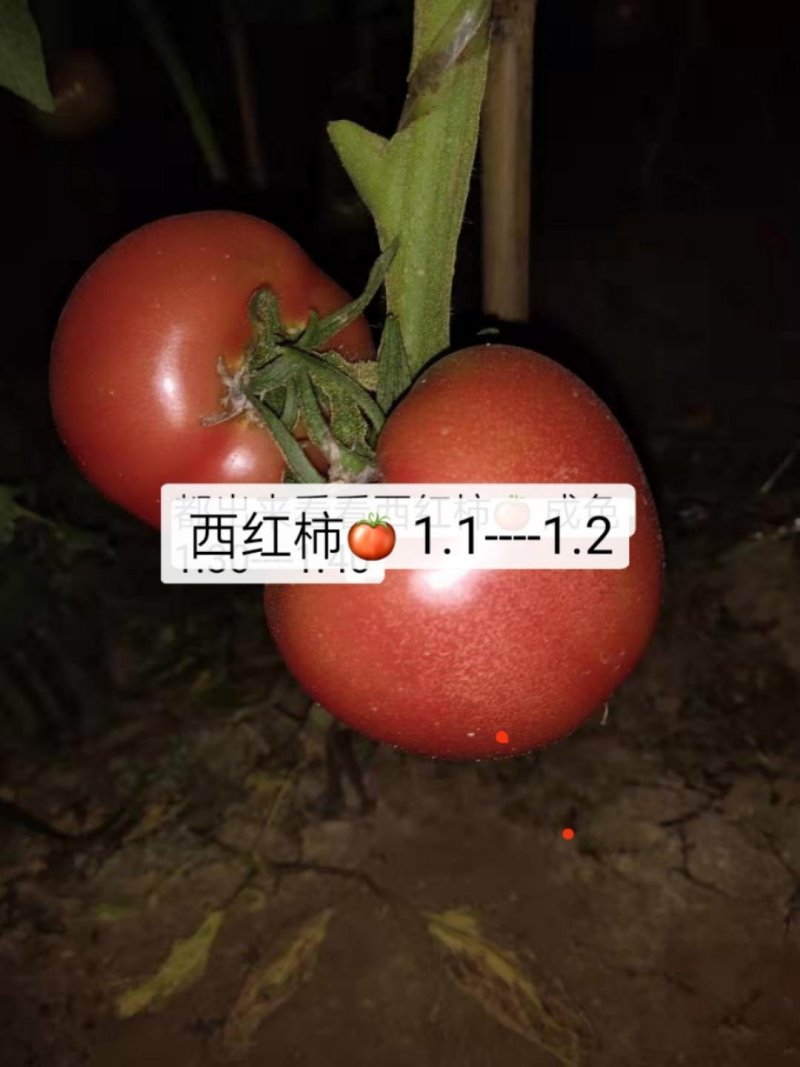 硬粉西红柿精品硬粉弧二以上