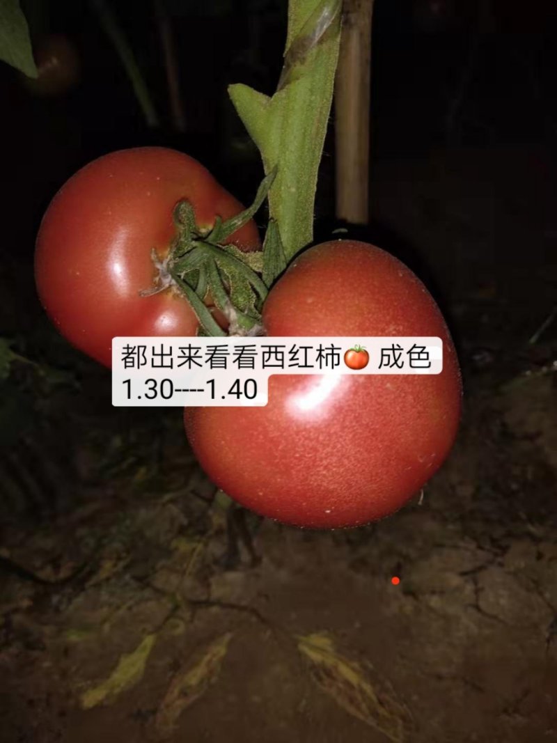硬粉西红柿精品硬粉弧二以上