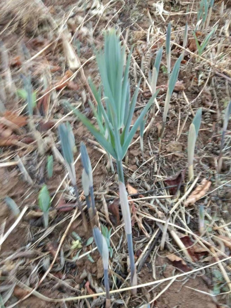 辽宁鞍山鸡头黄精