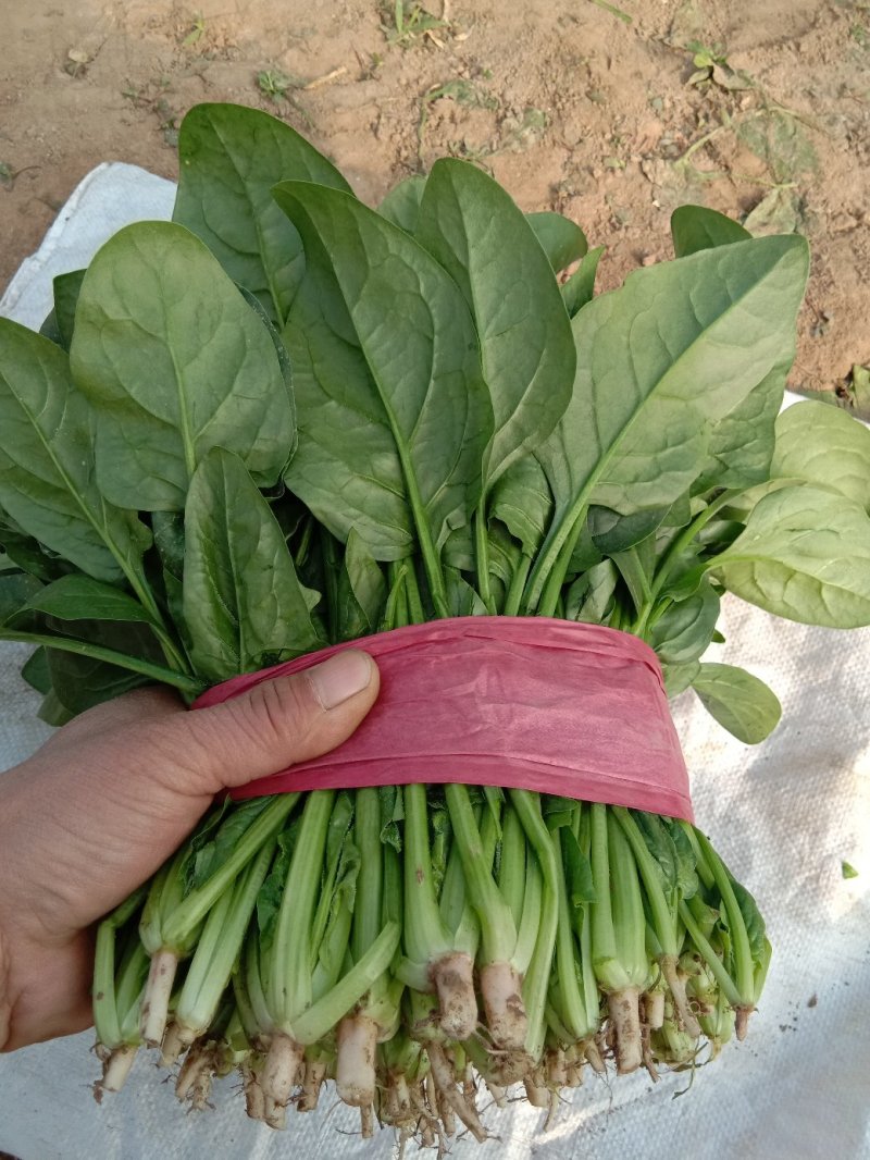山东滨州惠民精品波菜大量现货，25-28规格全，价格实惠