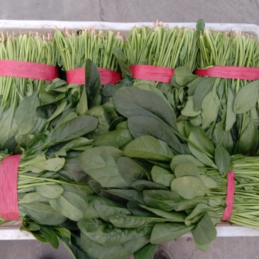 山东滨州惠民精品波菜大量现货，25-28规格全，价格实惠