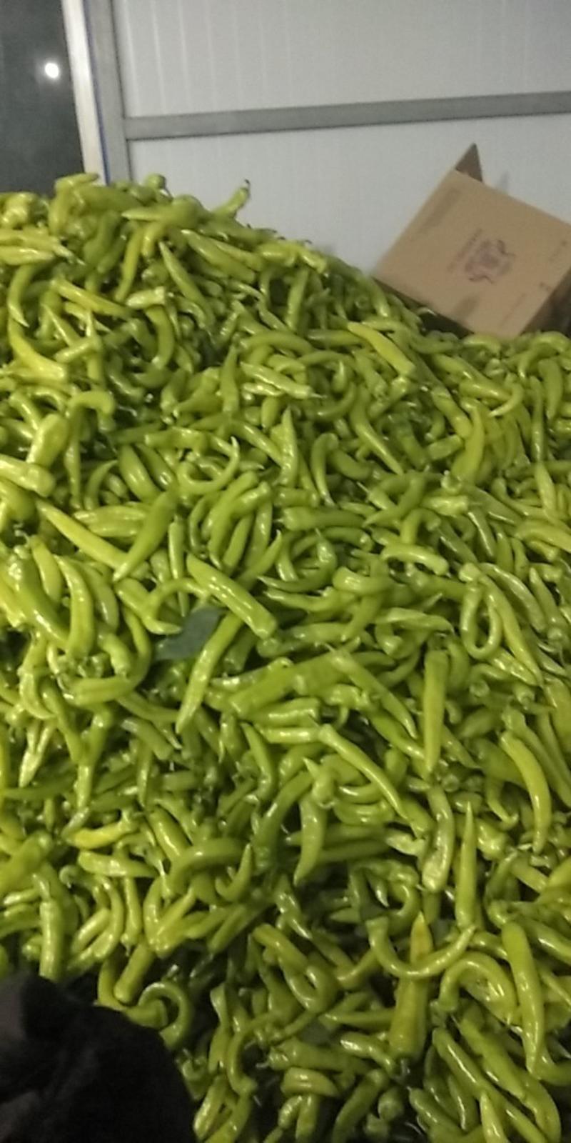 辽宁海城新秧黄皮尖椒，大量上市质量好价格便宜