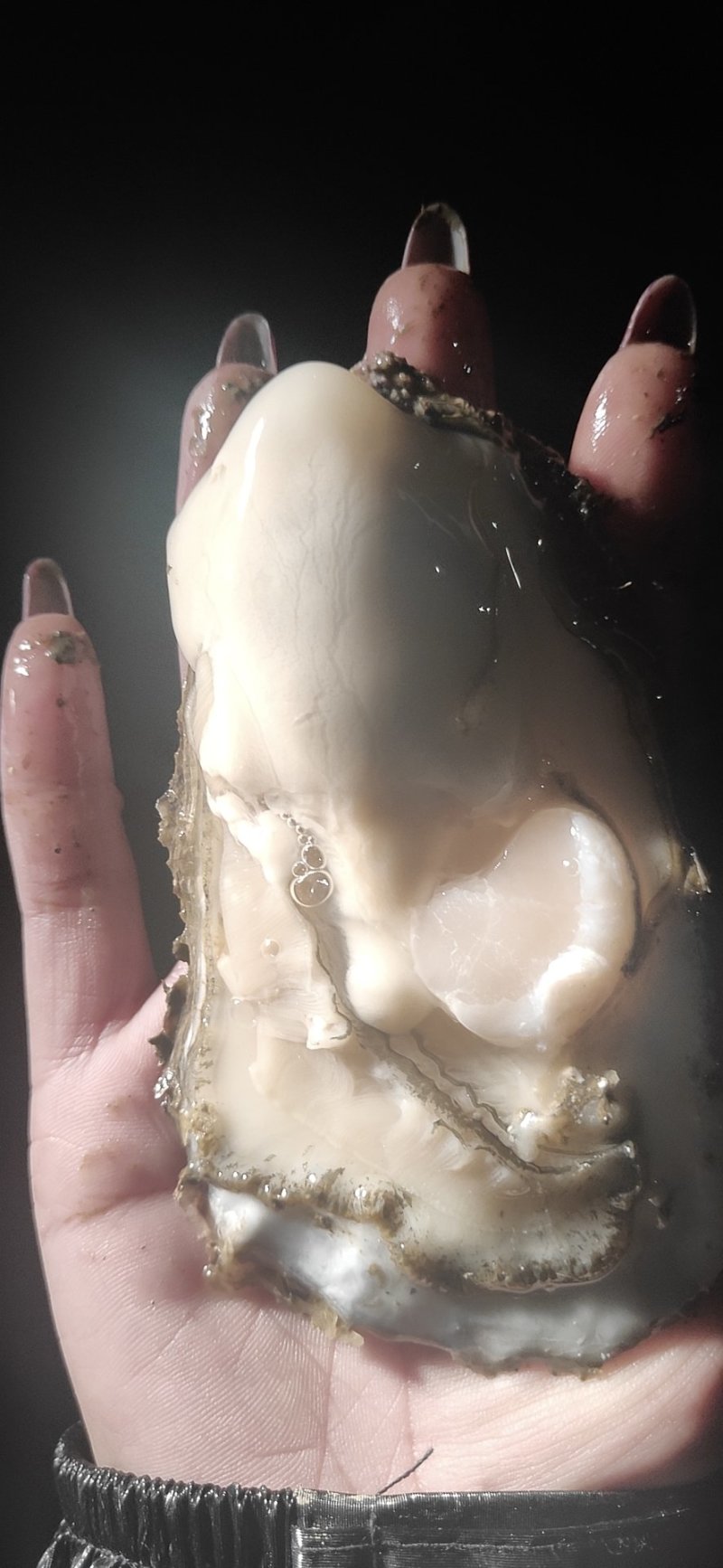 大连特供太平洋牡蛎通货规格货