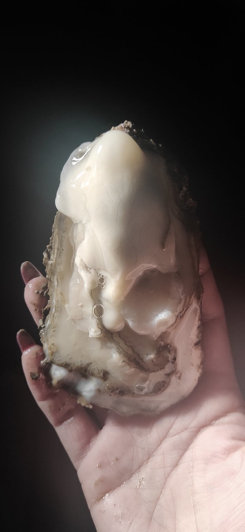大连特供太平洋牡蛎通货规格货