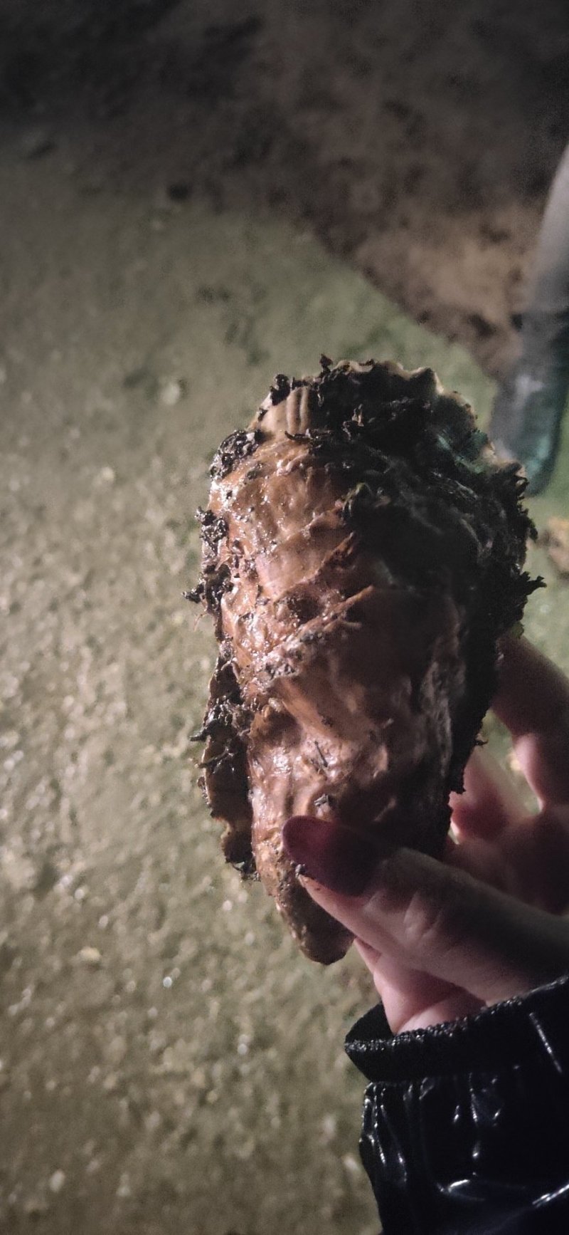大连特供太平洋牡蛎通货规格货