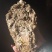 大连特供太平洋牡蛎通货规格货