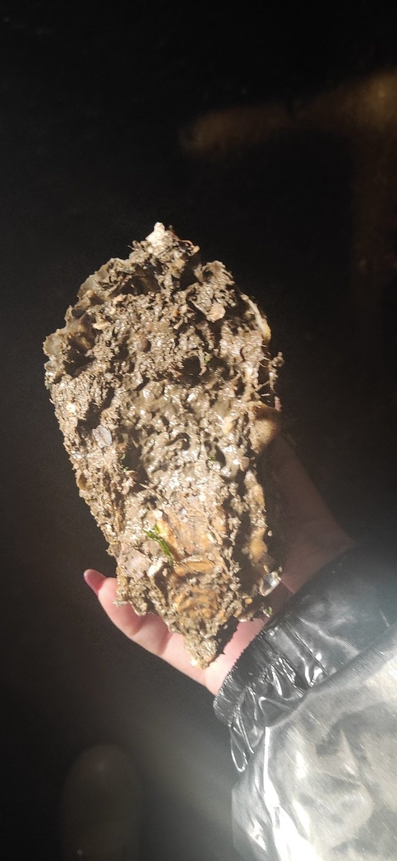 大连特供太平洋牡蛎通货规格货