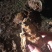 大连特供太平洋牡蛎通货规格货