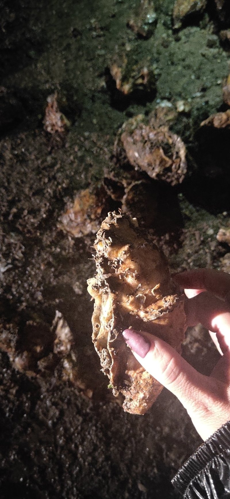 大连特供太平洋牡蛎通货规格货