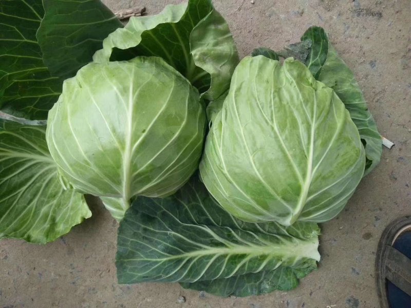 甘蓝本地精品橄榄质量非常好春季甘蓝以大量上市了