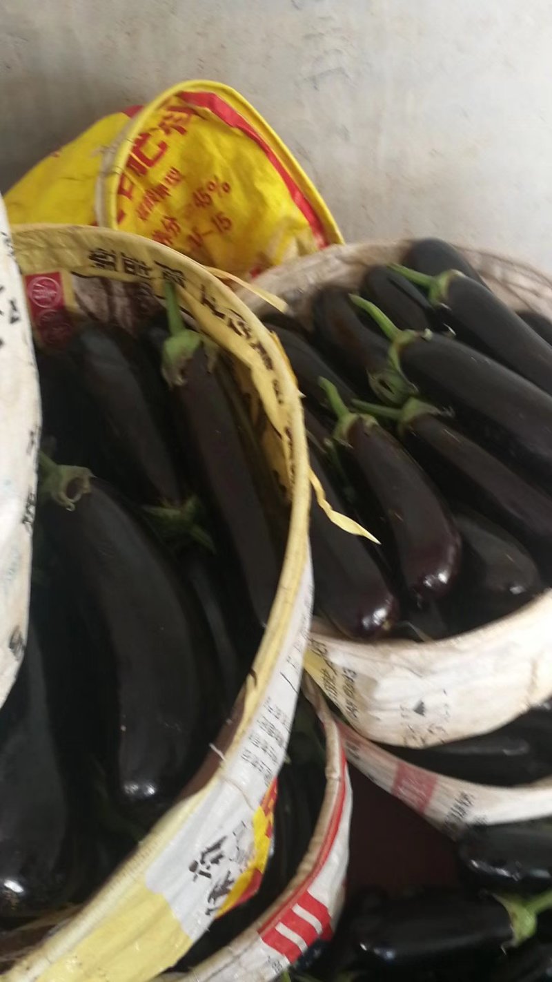 茄子765，布力塔，现摘，先现卖，欢迎新老客户采购