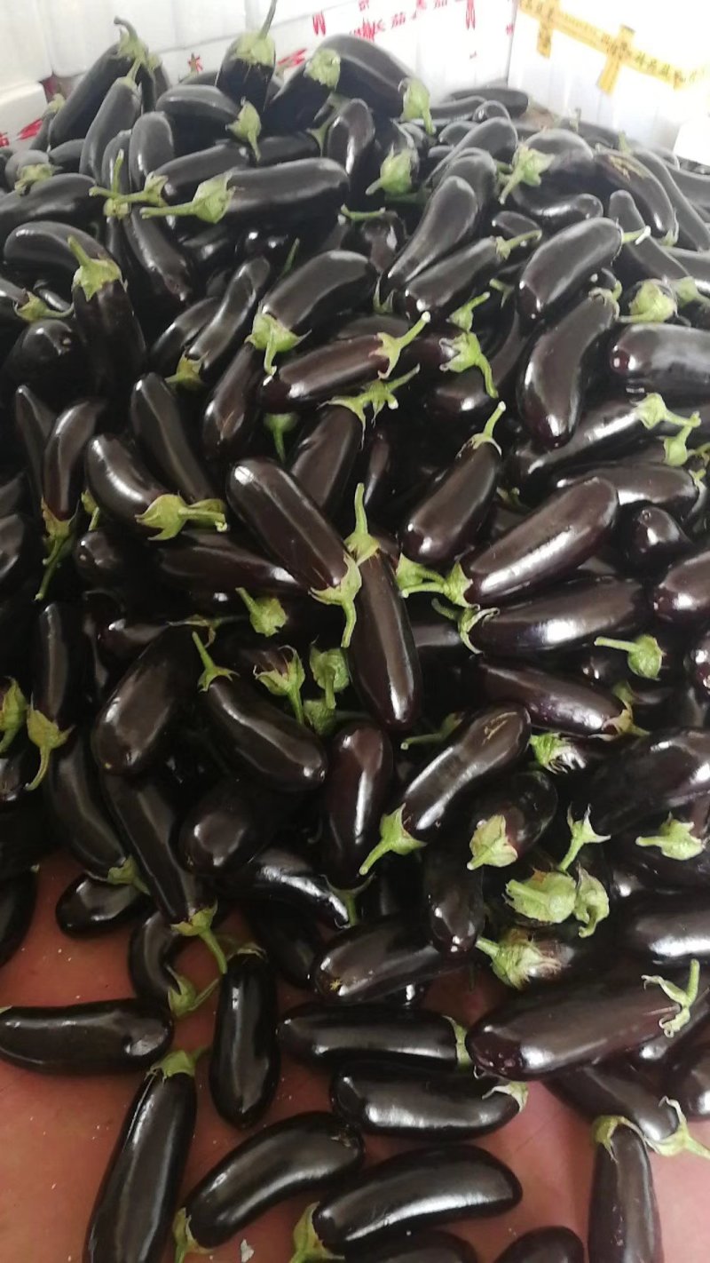 茄子765，布力塔，现摘，先现卖，欢迎新老客户采购