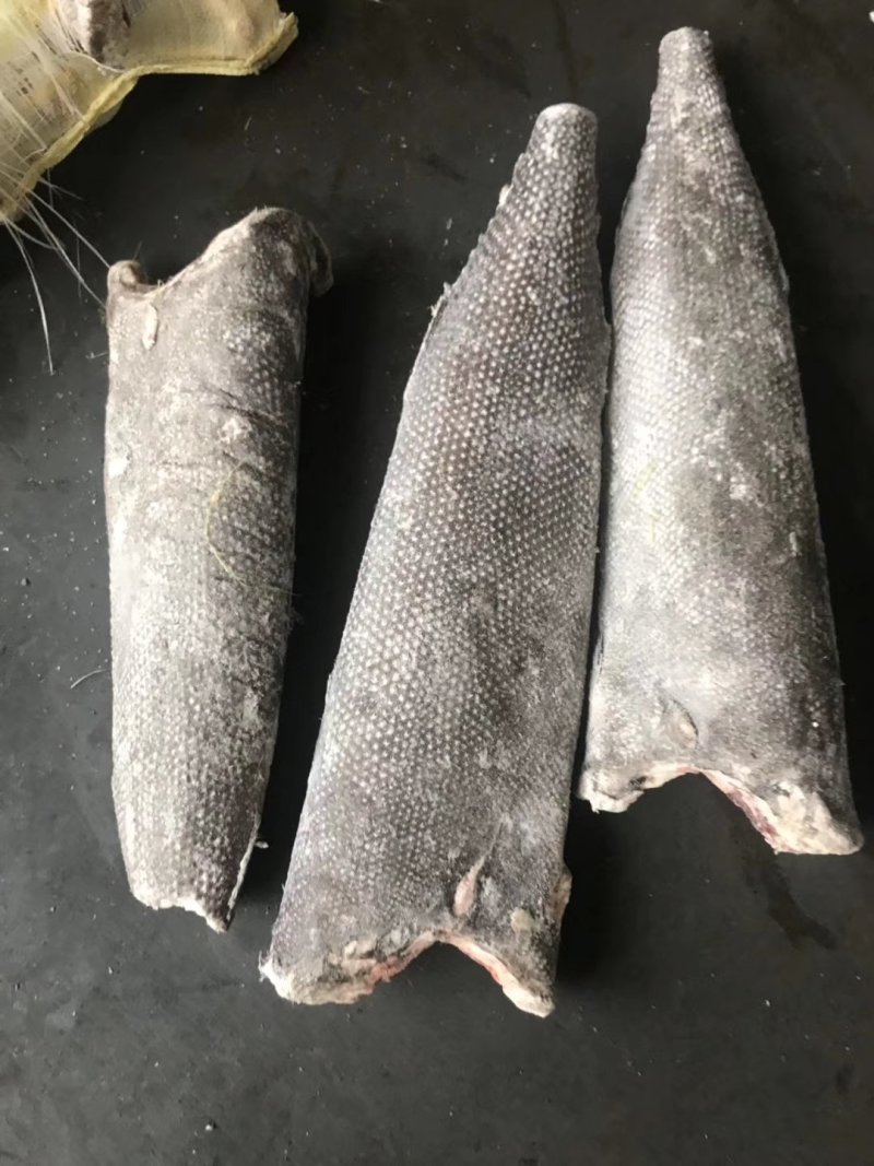 油甘鱼