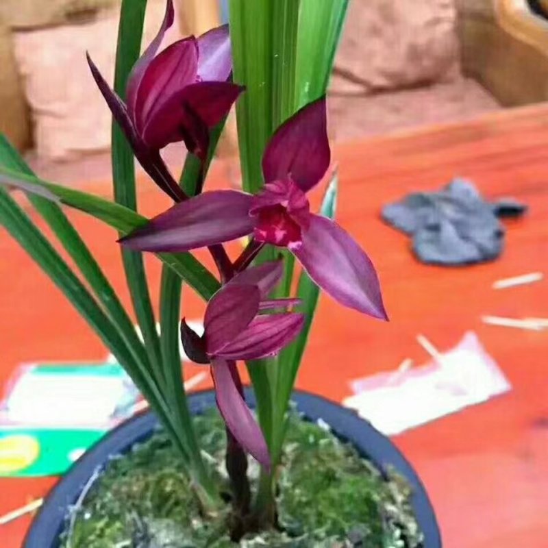 长期大量批发四川通江春剑盆景兰花大量批发