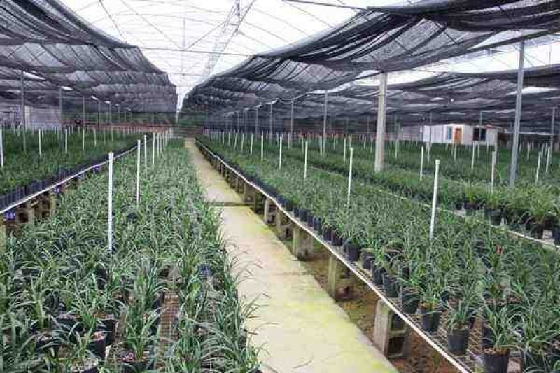 长期大量批发四川通江春剑盆景兰花大量批发