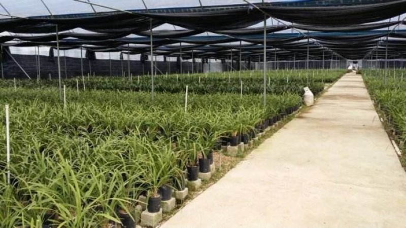 长期大量批发四川通江春剑盆景兰花大量批发