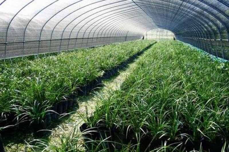 长期大量批发四川通江春剑盆景兰花大量批发