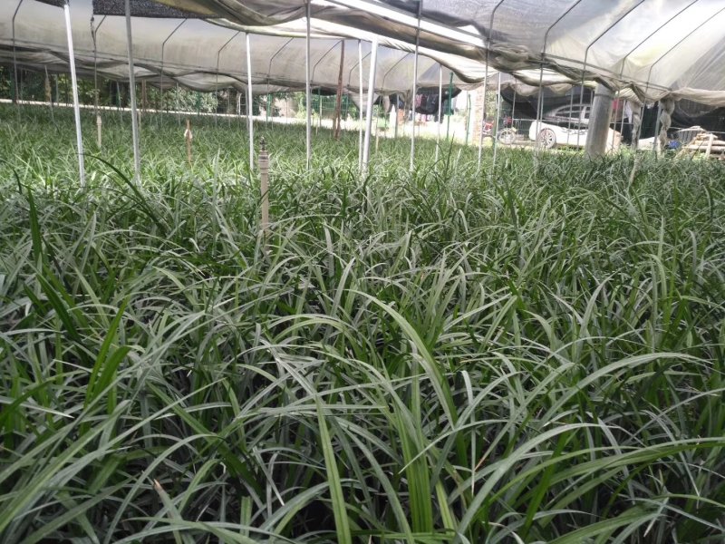 长期大量批发四川通江春剑盆景兰花大量批发