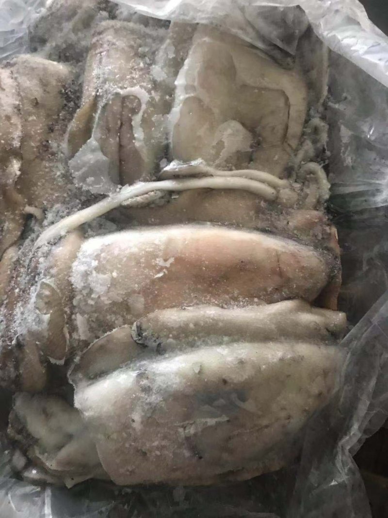 秋刀鱼