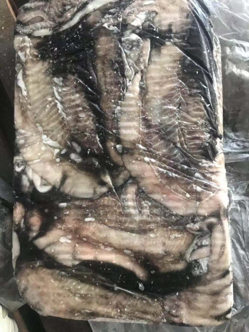 秋刀鱼