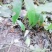 野生药材毛慈菇鲜货大量供应种苗供应可回收