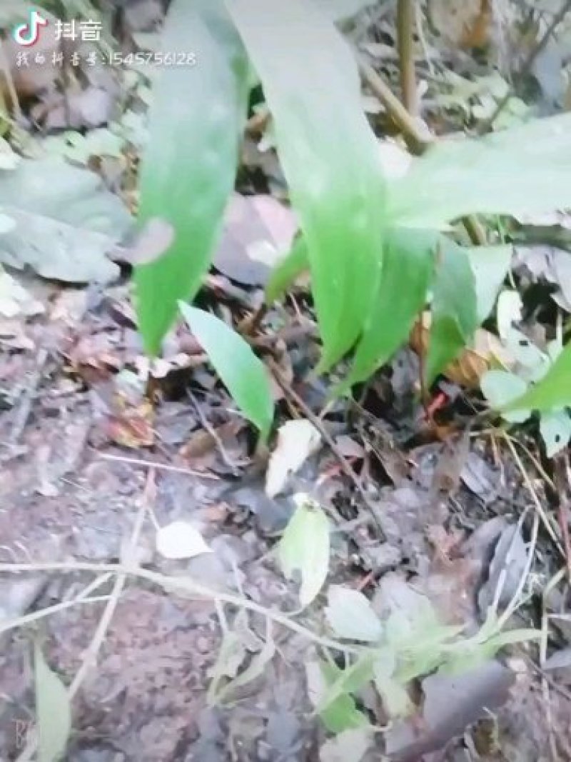 野生药材毛慈菇鲜货大量供应种苗供应可回收