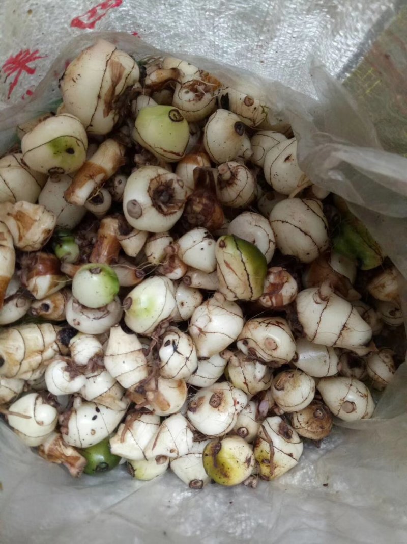 野生药材毛慈菇鲜货大量供应种苗供应可回收